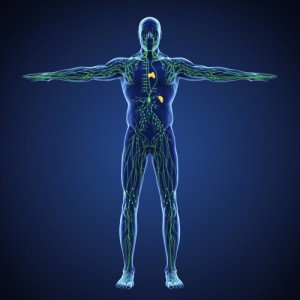 Human,Lymphatic,System,Illustration.,3d,Rendering